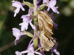 Euchalcia variabilis