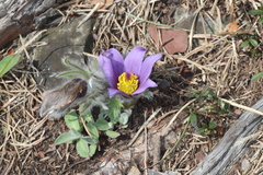 Pulsatilla halleri styriaca