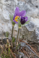 Pulsatilla halleri styriaca