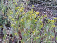 Bupleurum rotundifolium