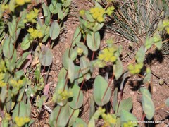 Bupleurum rotundifolium