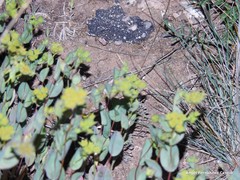 Bupleurum rotundifolium