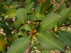 Pyrenaria microcarpa