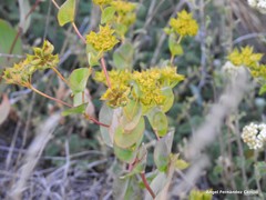 Bupleurum rotundifolium