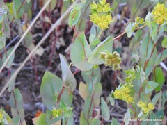Bupleurum rotundifolium