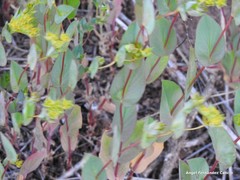 Bupleurum rotundifolium