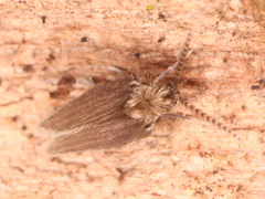 Psychodidae