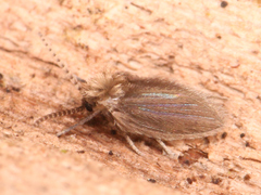 Psychodidae