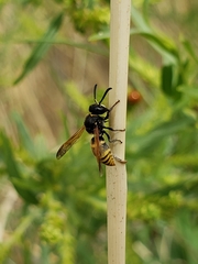 Pachodynerus guadulpensis