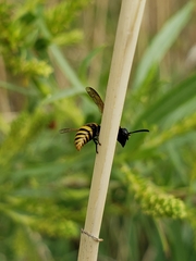 Pachodynerus guadulpensis
