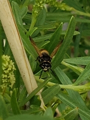Pachodynerus guadulpensis