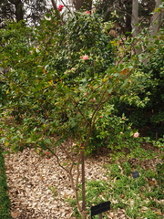 Pyrenaria microcarpa