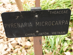 Pyrenaria microcarpa