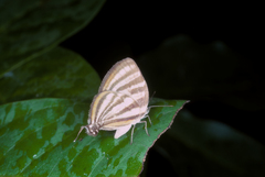 Arawacus aetolus