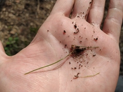 Gagea minima