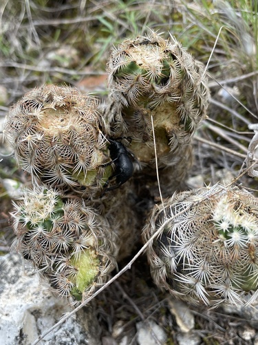 Black Cactus Longhorn Beetle photo 5