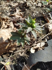 Ranunculus cassubicus