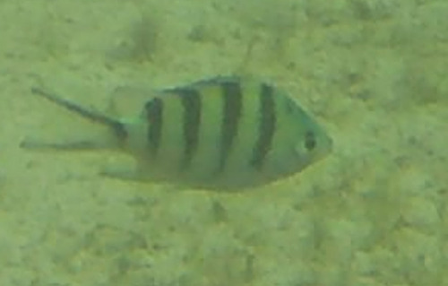 Abudefduf sexfasciatus