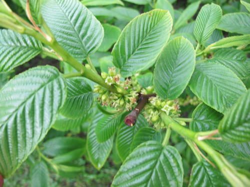 Rhamnus imeretina, photograph 4