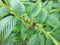 Rhamnus imeretina