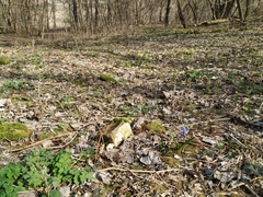 Scilla siberica