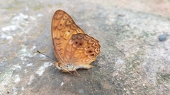 Phalanta eurytis eurytis