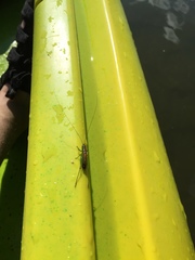 Conocephalus dorsalis