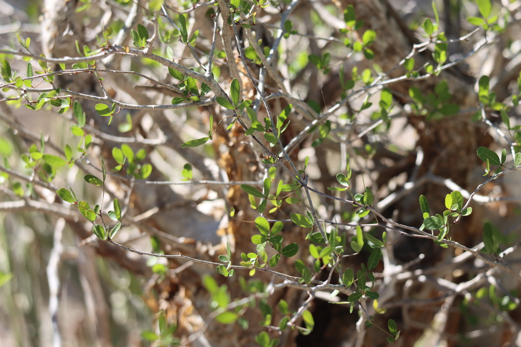 Commiphora orbicularis, Toliary-II, Madagascar