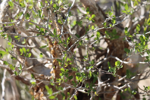 Commiphora orbicularis