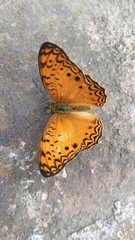 Phalanta eurytis eurytis