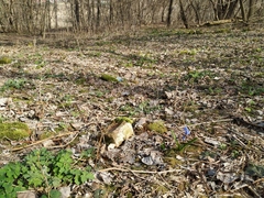 Scilla siberica