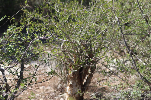 Commiphora orbicularis