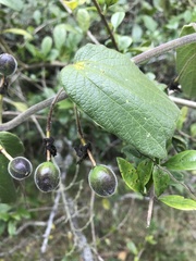 Passiflora bogotensis
