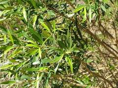 Olea somaliensis (Olea somaliensis)