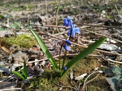 Scilla siberica