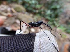 Talanthia phalangium