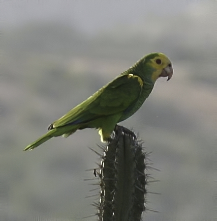 Yellow-Shouldered Amazon