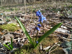 Scilla siberica