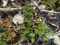 Anthriscus sylvestris