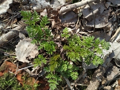 Anthriscus sylvestris