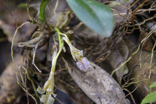 Rodriguezia lehmannii, photograph 3