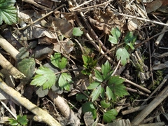 Ranunculus repens