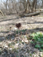 Geum urbanum
