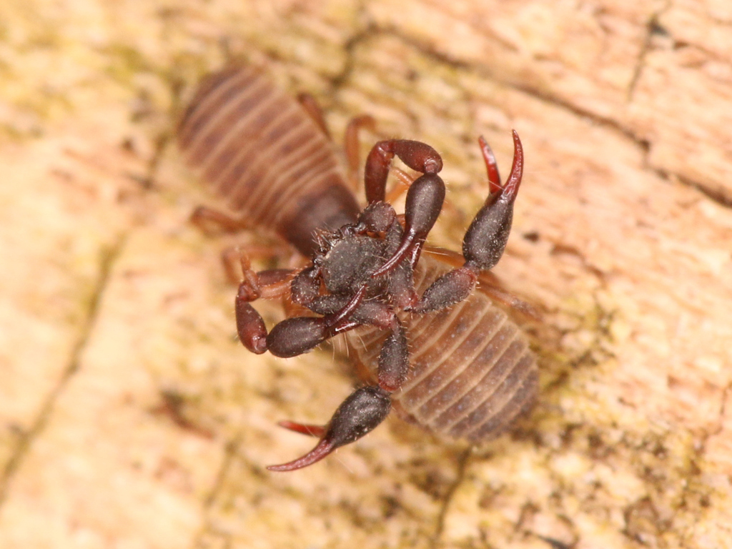 Pseudoscorpions arthropods of rosewood nature study area inaturalist