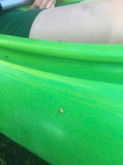 Calvia quindecimguttata