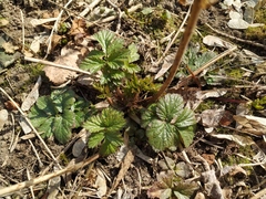 Geum urbanum