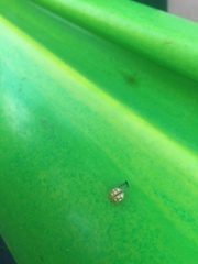 Calvia quindecimguttata