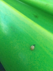 Calvia quindecimguttata