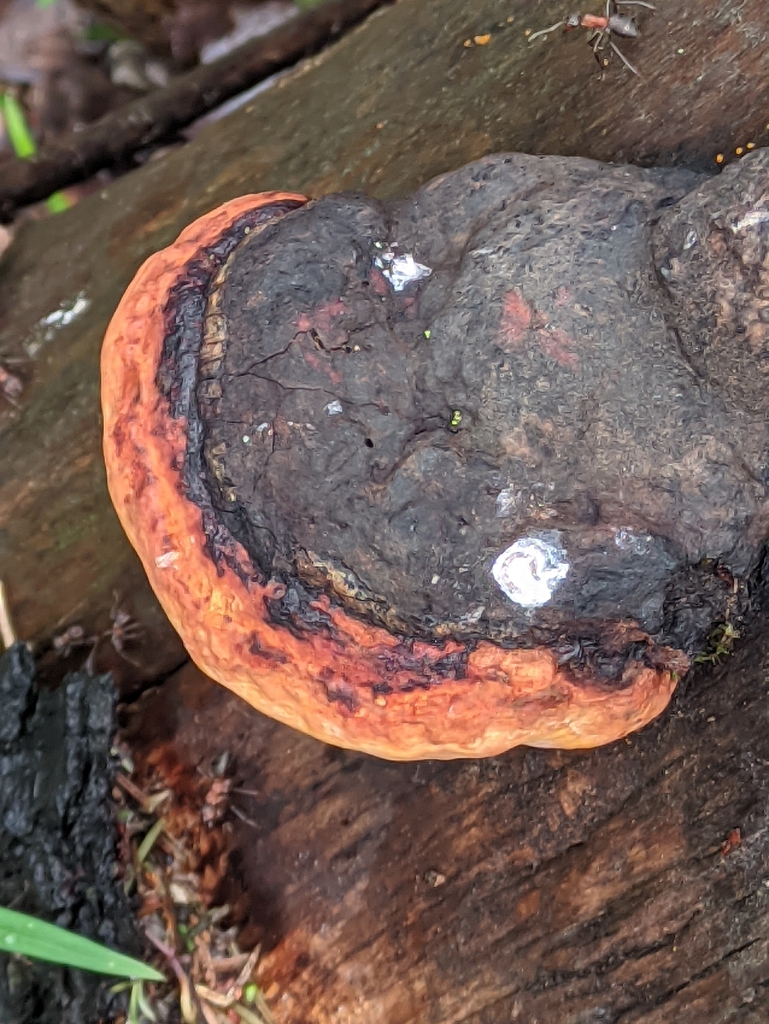 Fomitopsis pinicola · April 2026 · photo: © naturalist57011 (iNaturalist, cc-by)