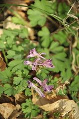 Corydalis paczoskii